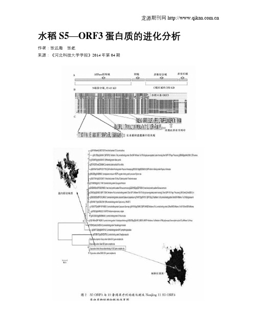 水稻S5—ORF3蛋白质的进化分析