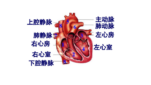 《体循环和肺循环》教学PPT课件【七年级生物上册】