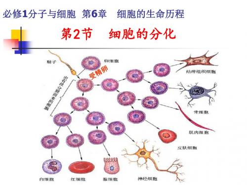 人教版高中生物必修一第六章第二节 细胞分化(25张PPT)