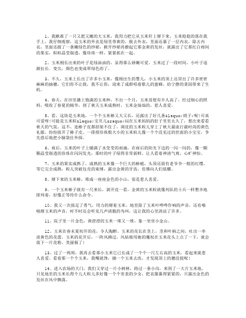 描写秋天玉米的句子