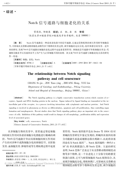 Notch信号通路与细胞老化的关系