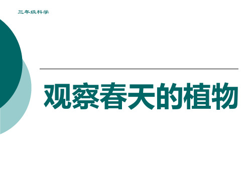 人教版小学科学三年级下册 1.1观察春天的植物 教学课件