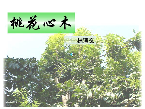精品课件：桃花心木PPT1