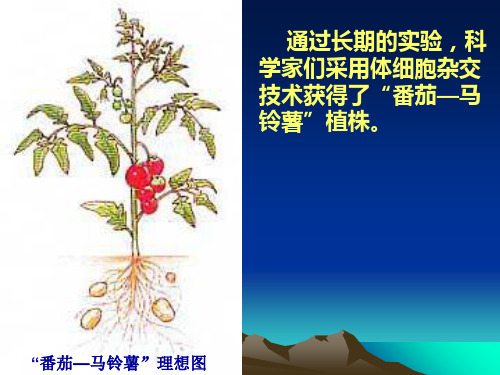 植物体细胞杂交技术过程ppt 精品课件