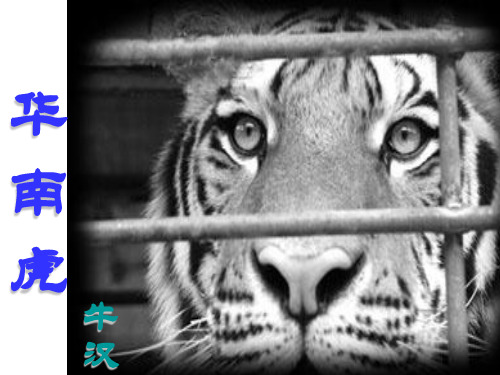 人教版七年级语文下册《六单元  阅读  28 .华南虎》研讨课件_25