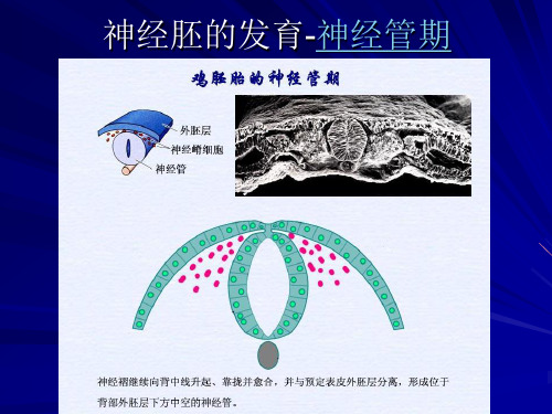 神经胚形成