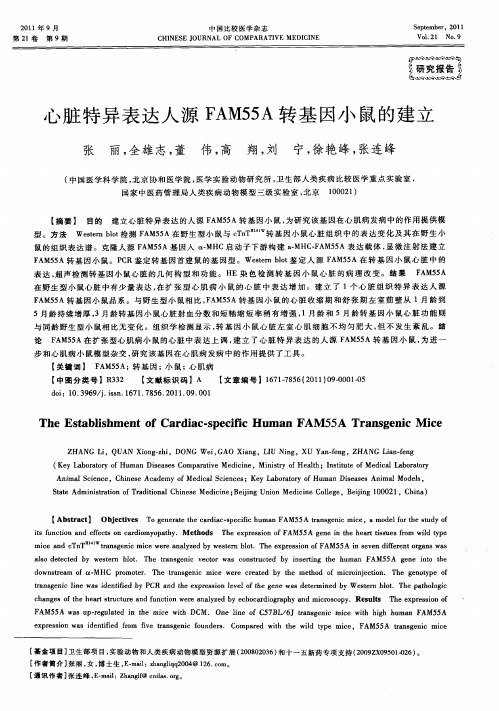心脏特异表达人源FAM55A转基因小鼠的建立