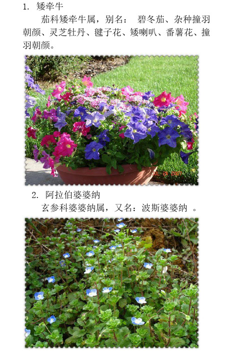 草本植物图鉴