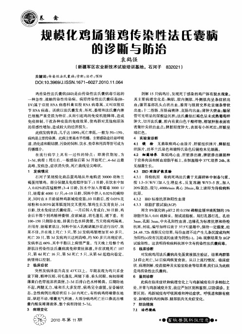 规模化鸡场雏鸡传染性法氏囊病的诊断与防治