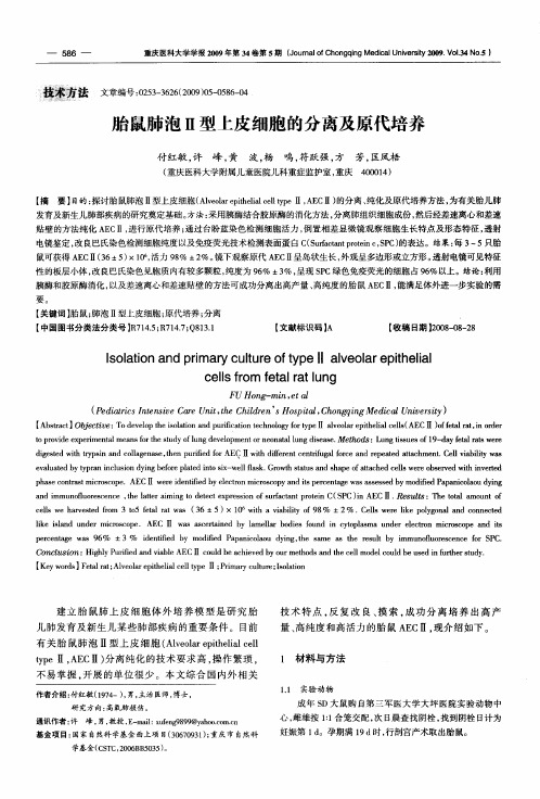 胎鼠肺泡Ⅱ型上皮细胞的分离及原代培养