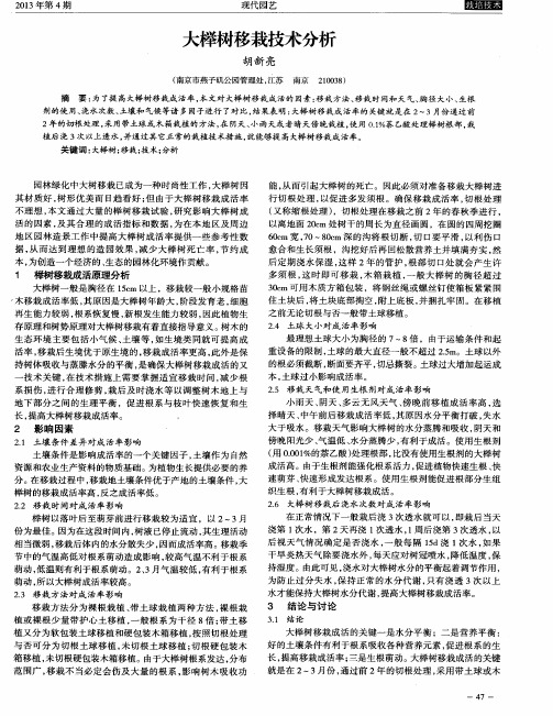 大榉树移栽技术分析