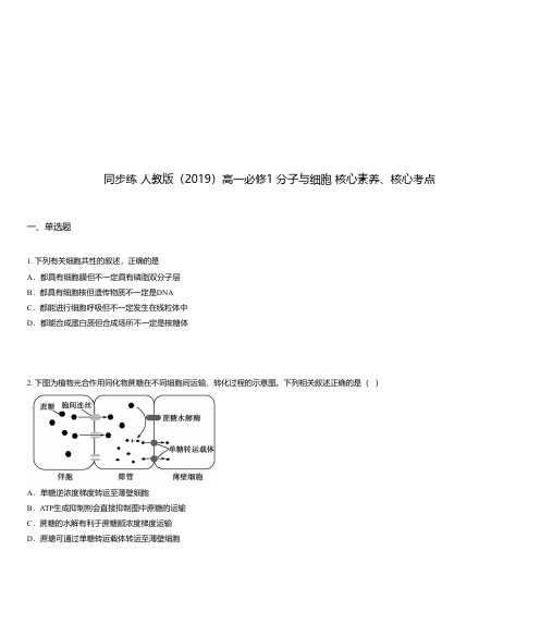 同步练 人教版(2019)高一必修1 分子与细胞 核心素养、核心考点