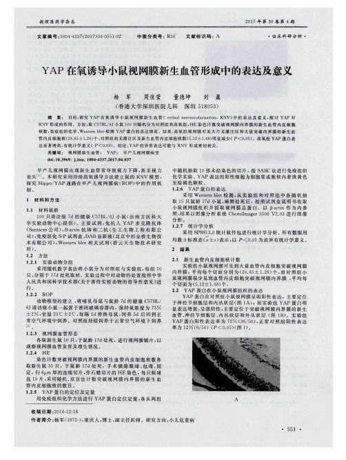YAP在氧诱导小鼠视网膜新生血管形成中的表达及意义