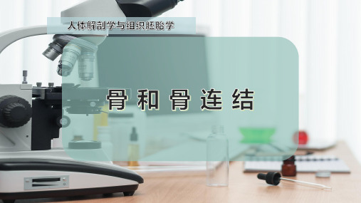 骨 和 骨 连 结