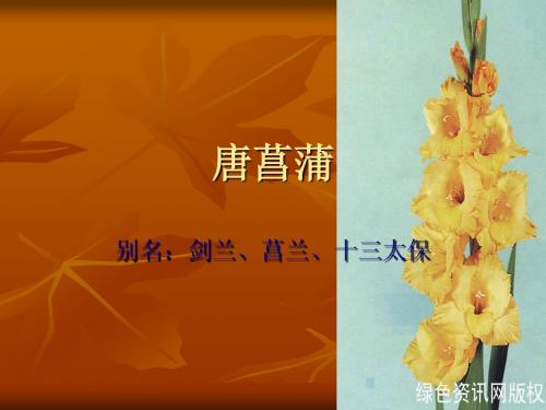 唐菖蒲