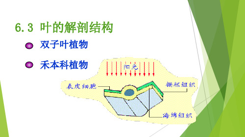 植物学202-6.2 叶的解剖结构_32