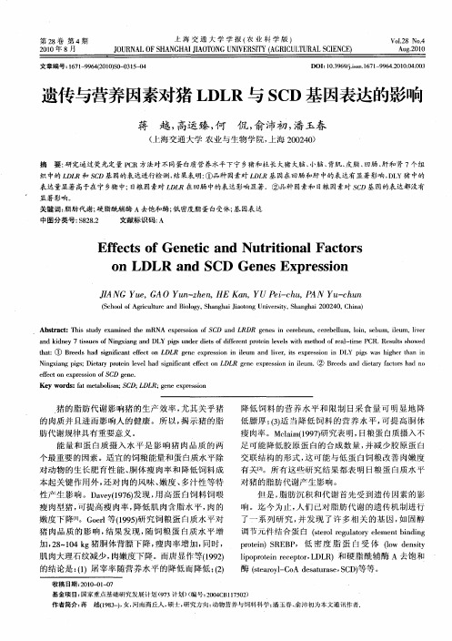 遗传与营养因素对猪LDLR与SCD基因表达的影响