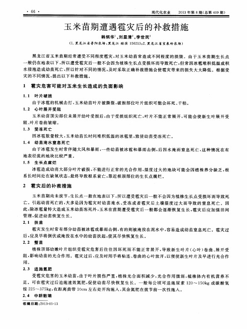 玉米苗期遭遇雹灾后的补救措施