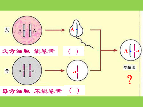 人教版八年级下册生物第七单元第二章第三节 基因的显性和隐性共25张PPT