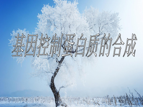 基因控制蛋白质的合成PPT教学课件