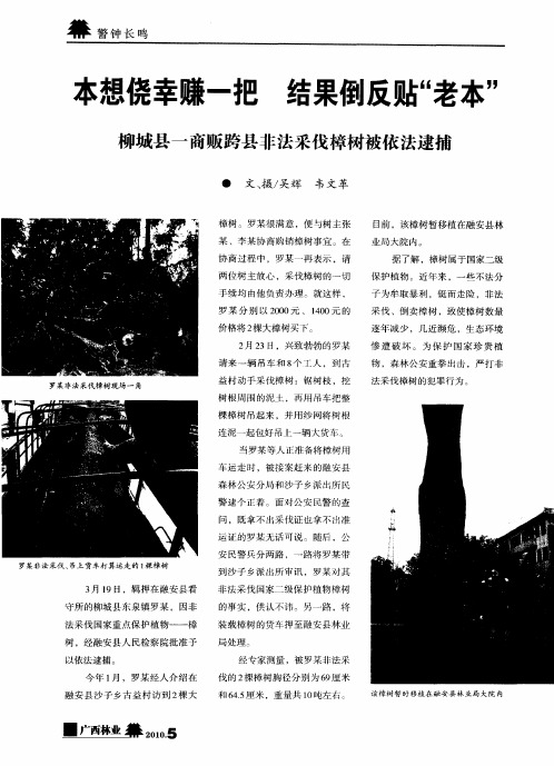 本想侥幸赚一把 结果倒反贴“老本”柳城县一商贩跨县非法采伐樟树被依法逮捕