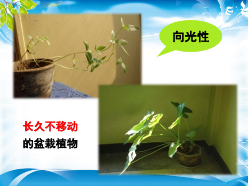 人教版高中生物必修三第3章第1节   植物生长素的发现  课件(共21张PPT)[优秀课件资料]