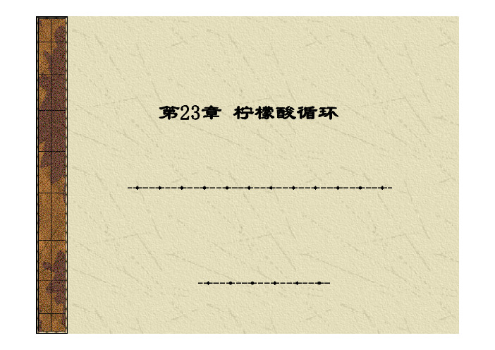 生物化学 第23章 柠檬酸循环
