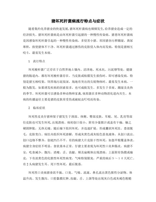 猪坏死杆菌病流行特点与症状