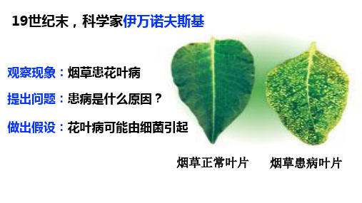 13.4 病毒