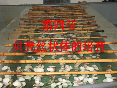 紫菜栽培学3(贝壳丝状体)