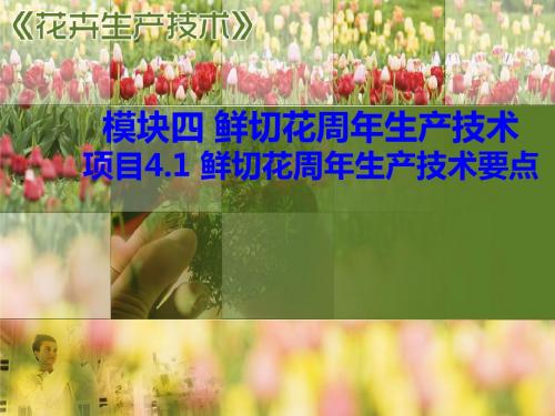 413鲜切花周年生产技术要点