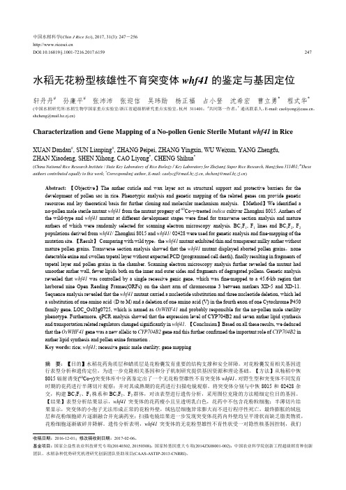 水稻无花粉型核雄性不育突变体whf41的鉴定与基因定位