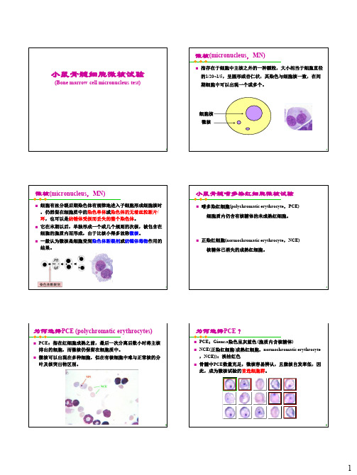 厦门大学-实验五.小鼠骨髓细胞微核试验(讲义)