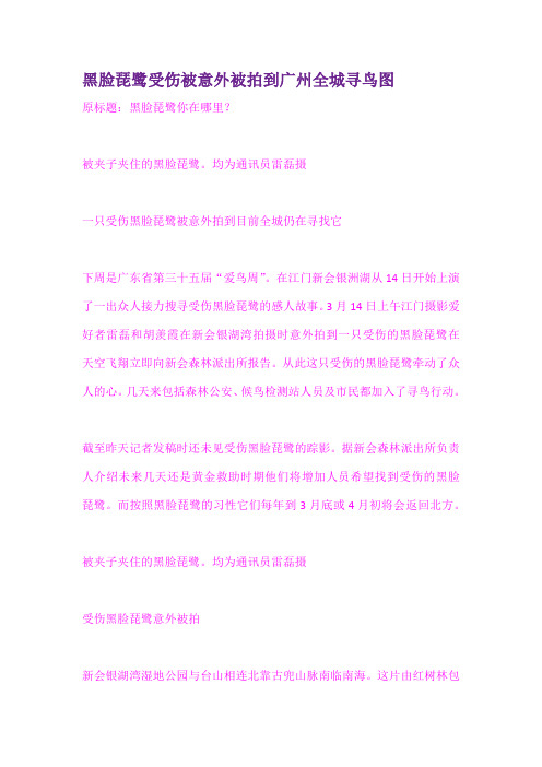 黑脸琵鹭受伤被意外被拍到广州全城寻鸟图