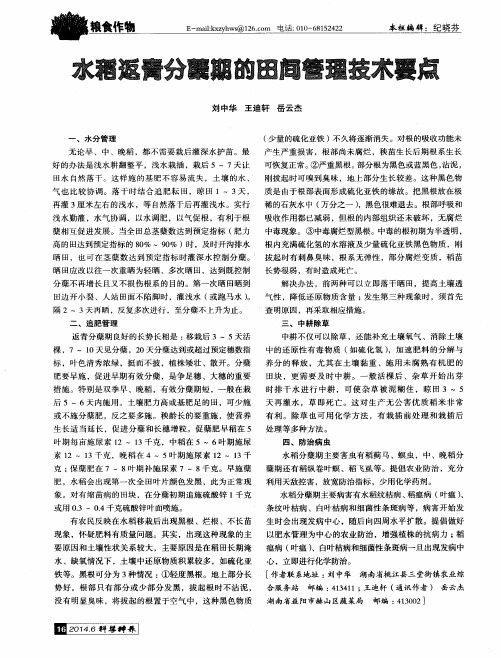 水稻返青分蘖期的田间管理技术要点