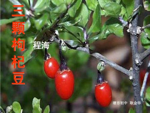 《三颗枸杞豆》
