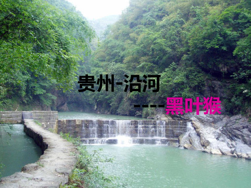 《贵州沿河黑叶猴》PPT课件