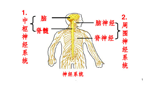 神经调节的结构基础