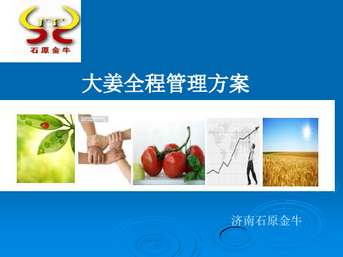 大姜全程管理方案
