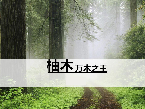 柚木_万木之王