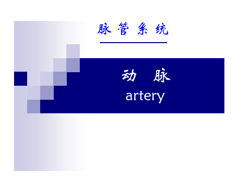 系统解剖学—动脉课件