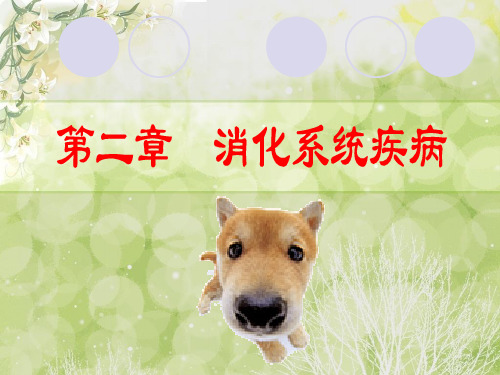 马属动物胃肠疾病