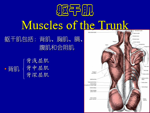 系统解剖学课件：躯干肌