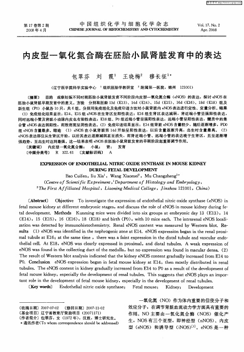 内皮型一氧化氮合酶在胚胎小鼠肾脏发育中的表达