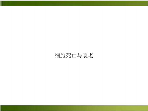 细胞死亡与衰老PPT实用版