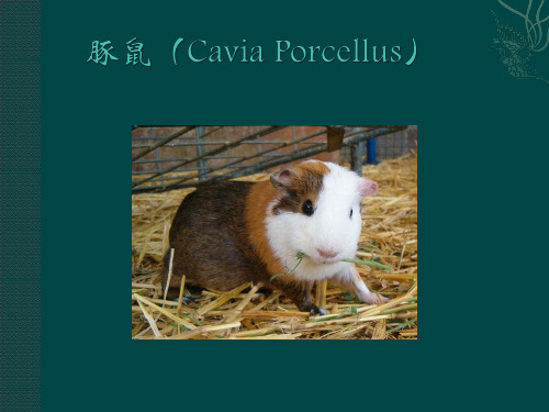 豚鼠ppt课件