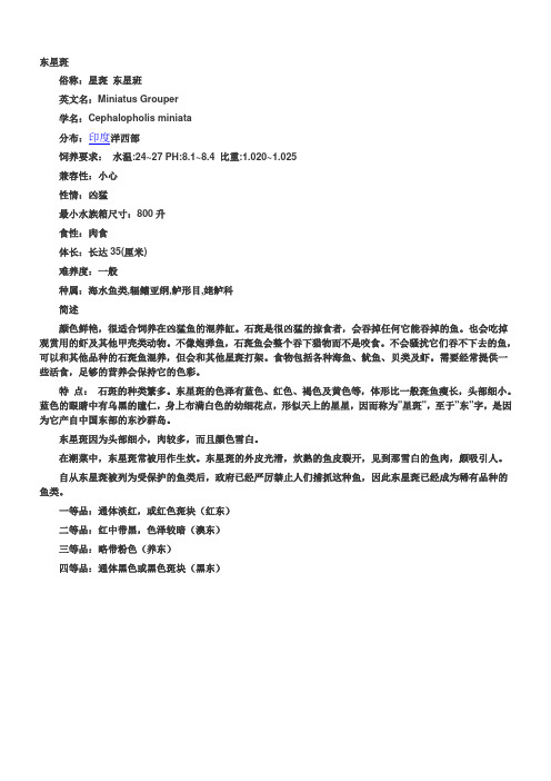 (东星斑)鳃棘鲈鱼