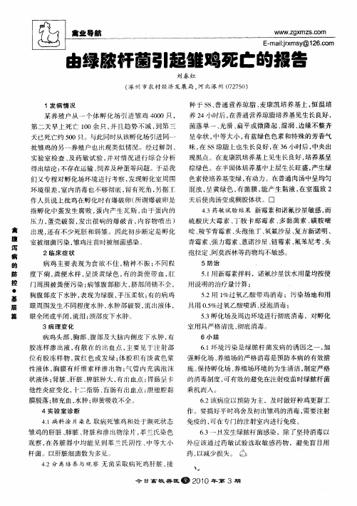 由绿脓杆菌引起雏鸡死亡的报告