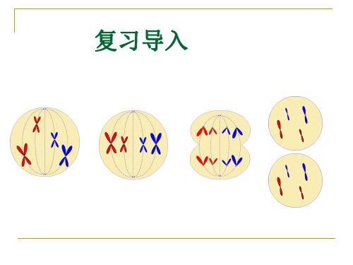 优质课课件：细胞的分裂