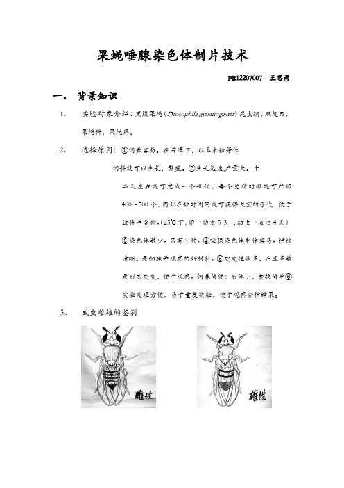 果蝇唾液腺